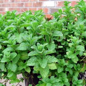 Мята Марокканская – Mentha spicata Marokko