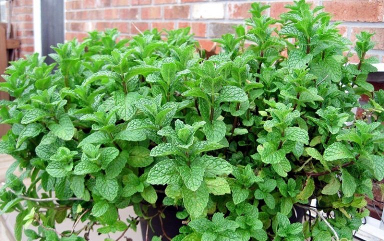 Купить Мята Марокканская - Mentha spicata Marokko - в питомнике Флорини