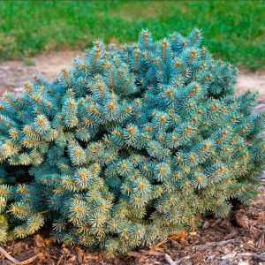 Ель колючая Мерис Брум – Picea pungens St. Marys Broom