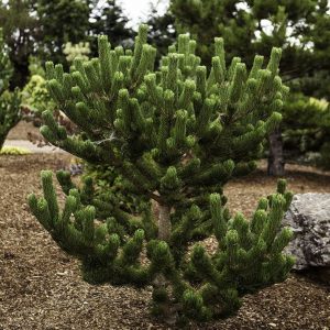 Сосна черная Орегон Грин – Pinus nigra Oregon Green