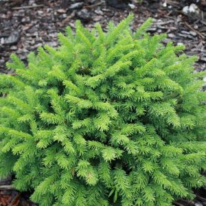 Ель обыкновенная Пумила Глаука – Picea abies Pumila Glauca