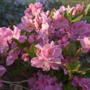 Рододендрон Шлиппенбаха Rhododendron schlippenbachii