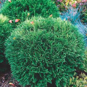 Туя западная Тини Тим – Thuja occidentalis Tiny Tim