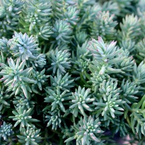 Седум (очиток) отогнутый Эверест – скальный Sedum reflexum Everest