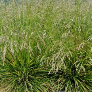 Луговик дернистый Голдтау (щучка) Deschampsia cespitosa Goldtau