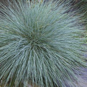 Овсяница сизая Фредди Festuca glauca Freddy