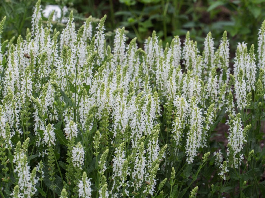 Купить Шалфей пышный Мерло Вайт Salvia x superba Merleau White - в ...