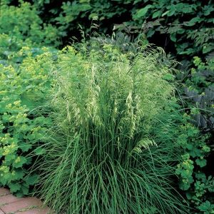 Луговик дернистый Таутрейджер (щучка) Deschampsia cespitosa Tautrager