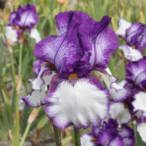 Ирис германский Iris germanica