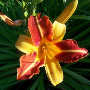 Лилейник желто-оранжевый Hemerocallis yellow-orange