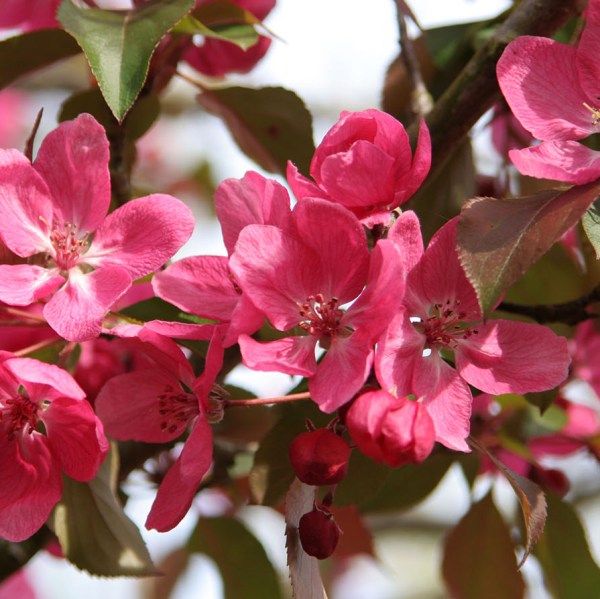 Известный садовод из Франции, Л. Тиллье, оценил декоративные качества этой яблони…